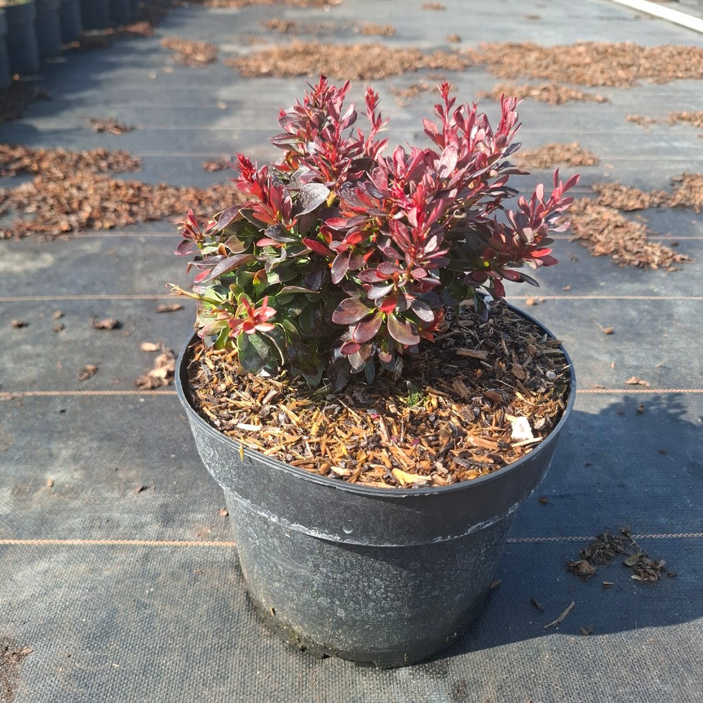 Berberis thunb. 'Bagatelle' - C3 20/+ CM